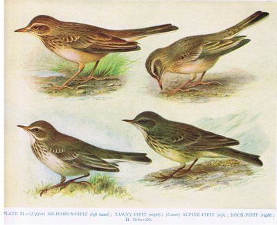 Richardspieper, Brachpieper, Alpenpieper und Strandpieper, Illustration aus 